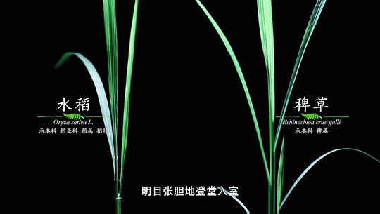 影响世界的中国植物剧照