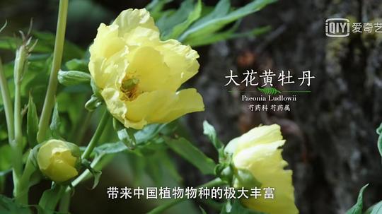 影响世界的中国植物剧照