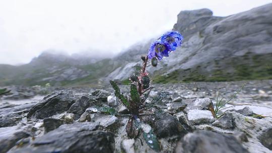 影响世界的中国植物剧照